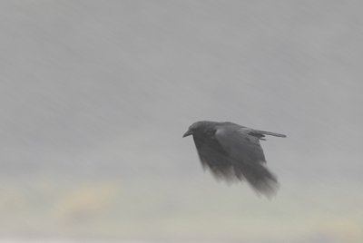 Zwarte kraai-Carrion Crow