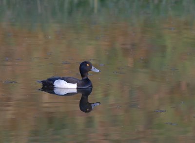 Kuifeend.-Tufted Duck