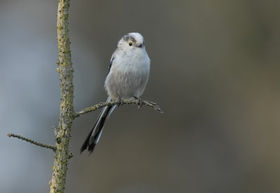 Staartmees-Long-tailed Tit