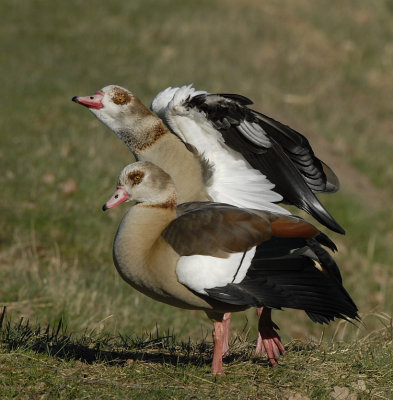 Nijlgans-Egyptian Goose