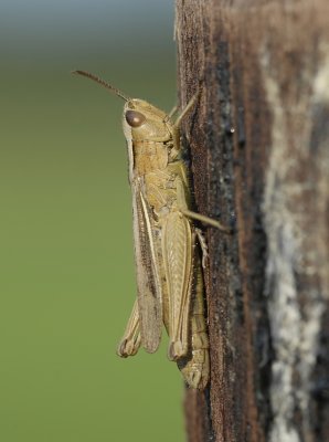 Kustsprinkhaan-Lesser marsh grasshopper