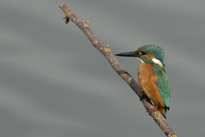 IJsvogel -Common Kingfisher