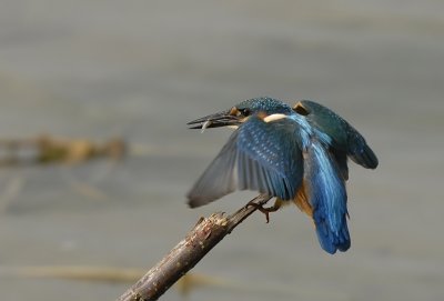 IJsvogel -Common Kingfisher