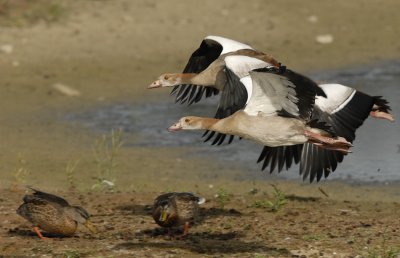 Nijlgans-Egyptian Goose