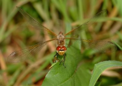Geelvlekheidelibel -Yellow-winged Darter