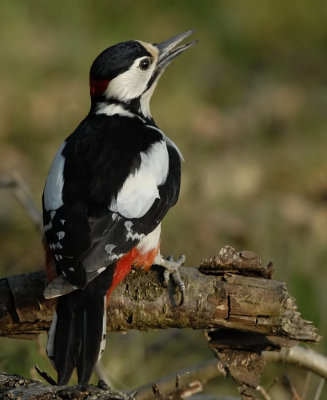 Grote bonte specht-Great Spotted Woodpecker