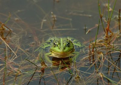 Groene kikker-Frog