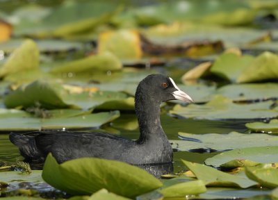 Meerkoet -Common Coot