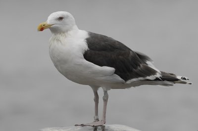 Grote mantelmeeuw-Great Black-backed Gull