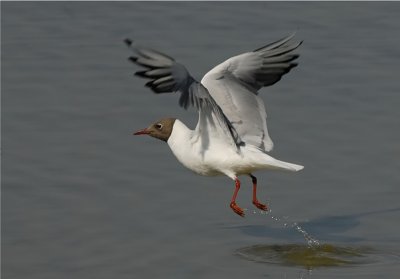 Kokmeeuw-Black headed Gull