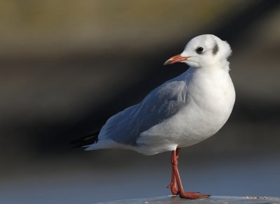 Kokmeeuw-Black headed Gull