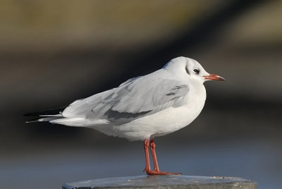 Kokmeeuw-Black headed Gull