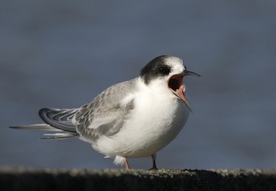 Noordse stern-Arctic Tern