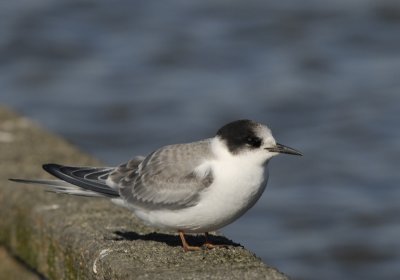 Noordse stern-Arctic Tern