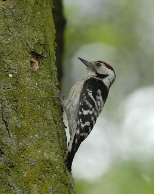 kleine bonte specht-Lesser Spotted Woodpecker
