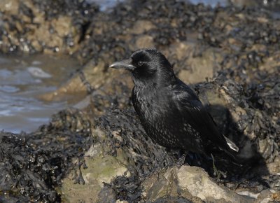 Zwarte kraai-Carrion Crow