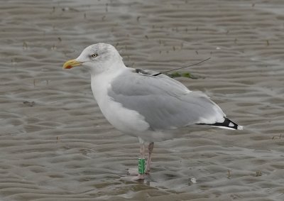 Zilvermeeuw met zender en groene ring-Herring Gull