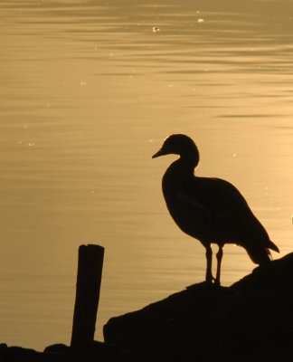 Nijlgans-Egyptian Goose