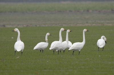 Kleine zwaan-TundraSwan