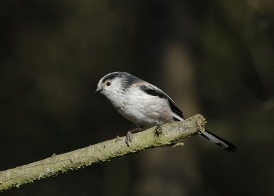 Staartmees -Long-tailed Tit