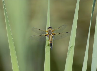 Viervlek-four Spotted Chaser