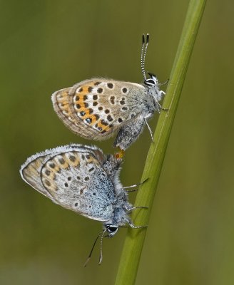 Heideblauwtje-Silver- Studded bleu