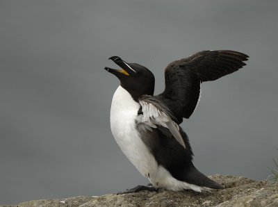 Alk -Razorbill