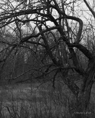 Twisted Tree.jpg