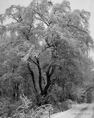 Willow in Winter.jpg