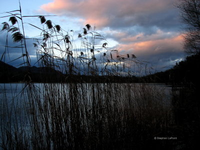 Phragmites.JPG