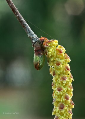Birch Catkin.jpg