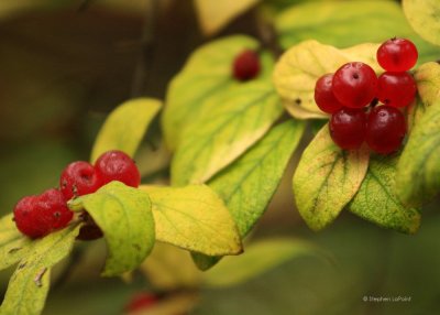 Bird Berries.jpg