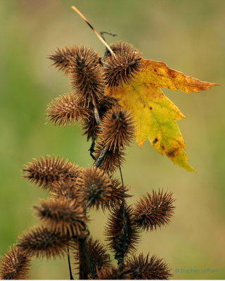Burdock.jpg