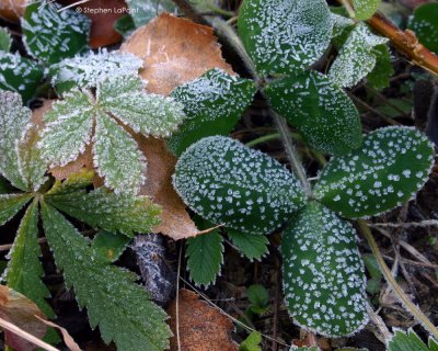 Cinquefoil.jpg