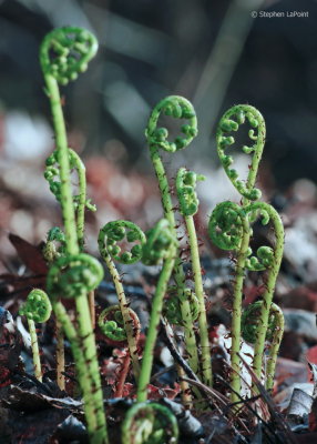 Fiddle Heads.jpg
