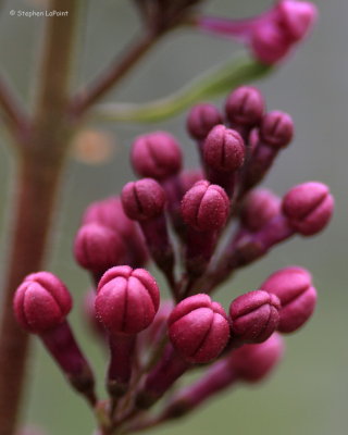 Lilac.jpg