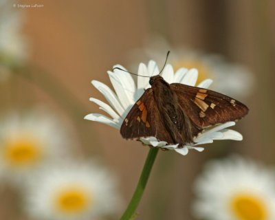 Moth.jpg