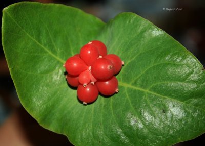 Red and Green.jpg