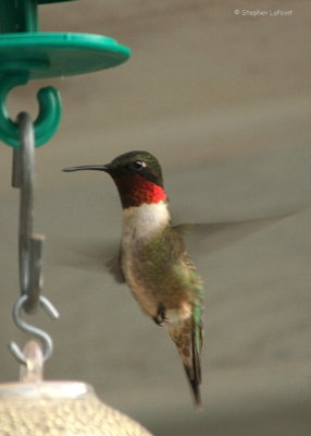 Ruby Throat.jpg