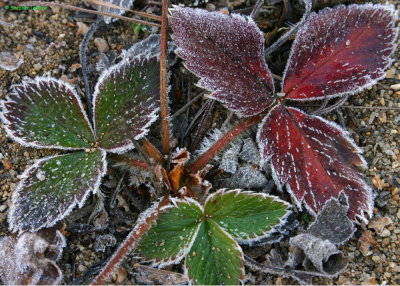 Strawberry Leaves.jpg