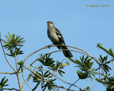 Mockingbird.jpg