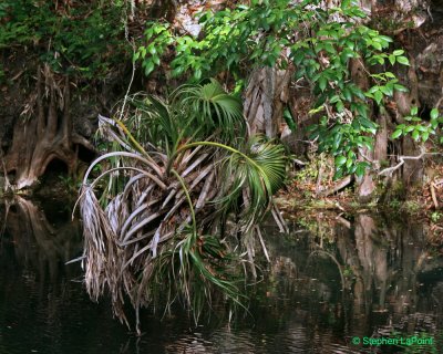 Palm Over River.jpg