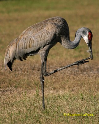 Sandhill Crane.jpg