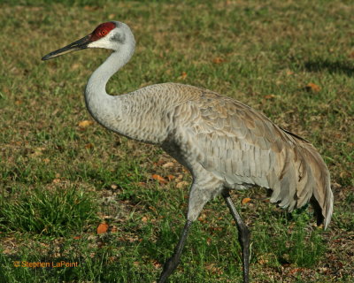Sandhill Crane 2.jpg