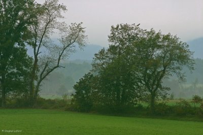 Field on Palmer Ridge.jpg