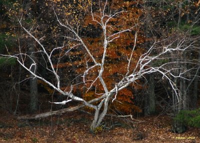 Birch Tree.jpg