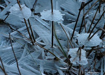 Ice and Reeds.jpg