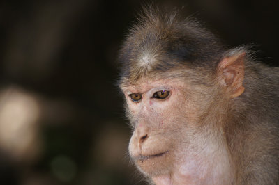 Monkey @ Dudh Sagar Watergalls Goa