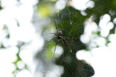 Spider @ Sahakari Spice Farm