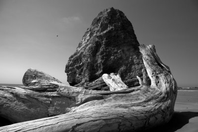 Driftwood and Sea Stack